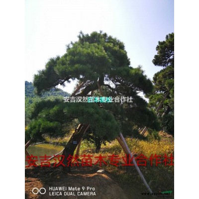 安吉白茶供應/有需要安吉白茶的客戶請電話聯系