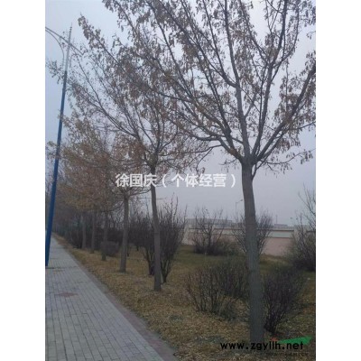 黑龍江供應，銀中楊，糖槭，油松，五角楓