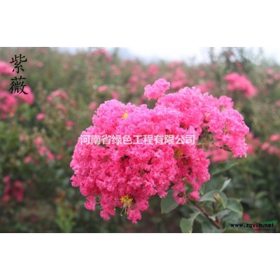 地徑3-6公分紅葉李