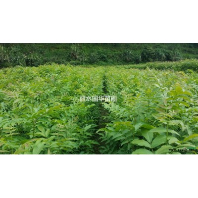供應青錢柳樹苗