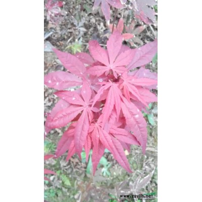 紅豆杉