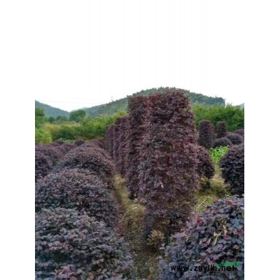 龍柏球