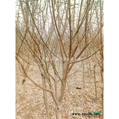 2米高1米冠紅葉石楠柱沭陽(yáng)苗木