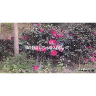 花石榴    月季石榴供應6-8公分
