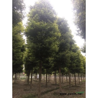 溫江10公分大紅花紫薇