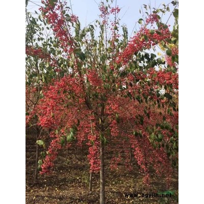 遼寧苗圃直銷木秀球 繡球花 大花水椏木樹形優(yōu)美 常年批發(fā)