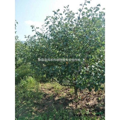 運(yùn)城地區(qū)大型紅葉碧桃供應(yīng)
