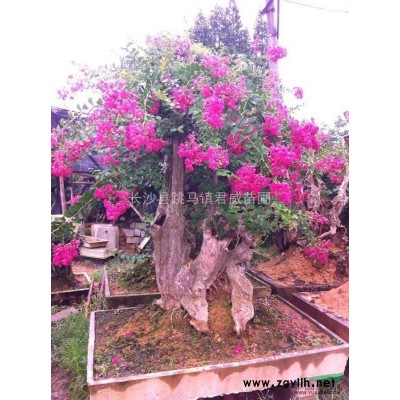 湖南長沙君威苗圃供應，25公分的，造型紅花桎木樁。