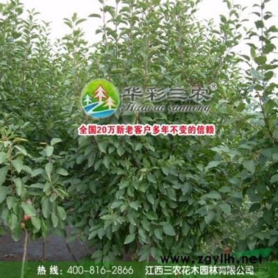 美國紅楓苗紅楓樹紅楓基地_十月光輝品種介紹