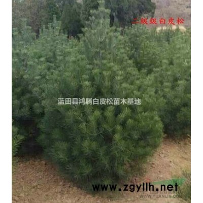 鴻騰白皮松苗木基地
