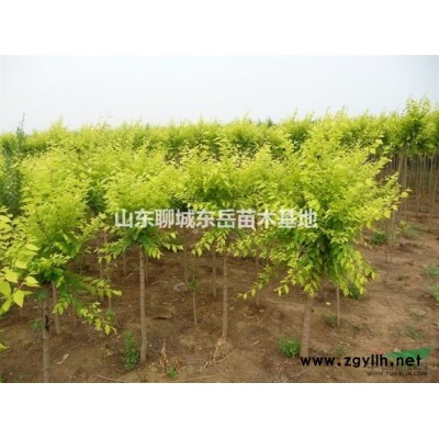 金葉榆小苗