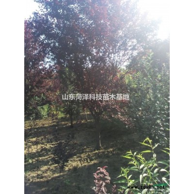 8公分合歡價格7公分合歡價格6公分合歡價格