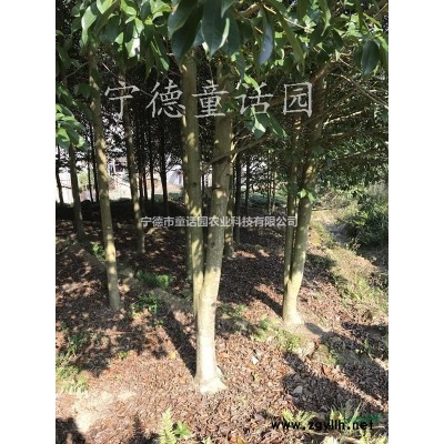 紅葉李，各種規格紅葉李，紫葉李
