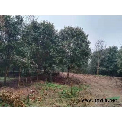 荊州香樟種植，銷售專業戶，誠信經營