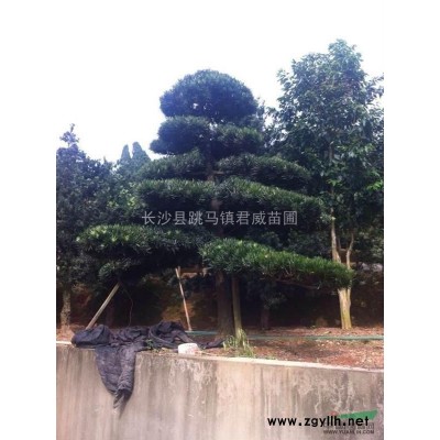 湖南長沙君威苗圃供應，25至30公分的，金邊六月雪。