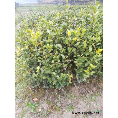 江西新余供應25-70公分油茶苗