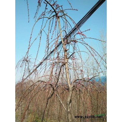 新品種紅運垂枝