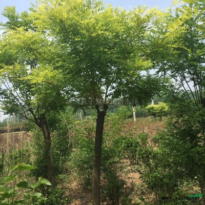 美人梅供應(yīng)/美人梅圖片