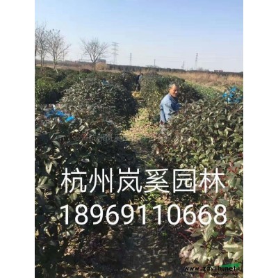 供應精品木槿