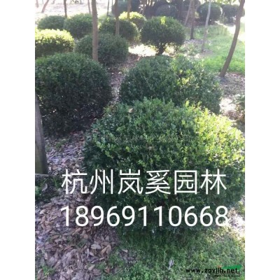 少量低價供應80左右的大葉黃楊籬笆