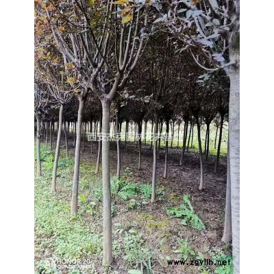 西安楊凌高山黃楊、劍麻批發(fā)