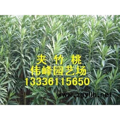 梔子花、十大功勞、八角金盤、茶梅、蚊母、熊掌木等綠化色塊苗木