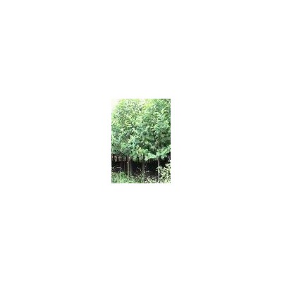 木槿花小苗