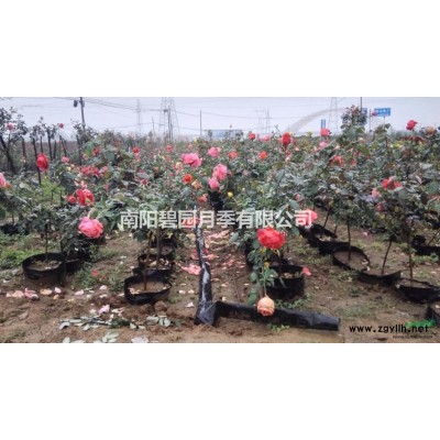 樹狀月季