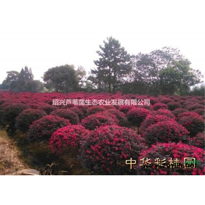紹興高桿桂花樹
