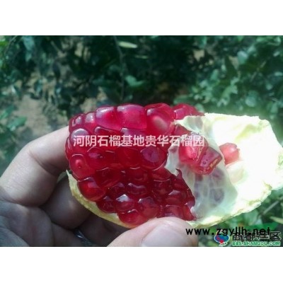 軟籽石榴、樹苗、大樹
