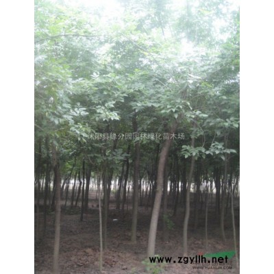 供應綠化苗木青桐  苗圃移栽青桐  青桐小苗 工程苗青桐