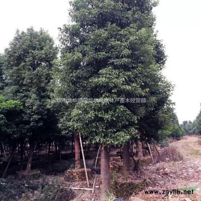農(nóng)戶低價批發(fā)/銷售質(zhì)優(yōu)價廉/地苗/袋苗精品扶桑/朱槿/薔薇