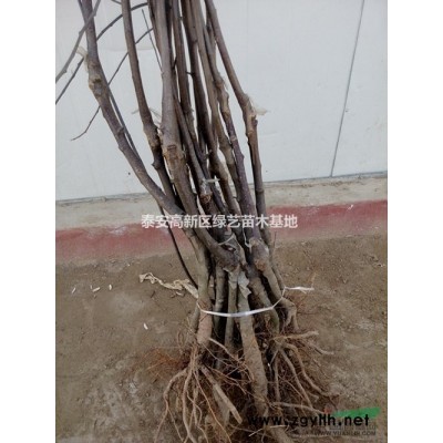 出售M9T337矮化自根跕蘋果苗