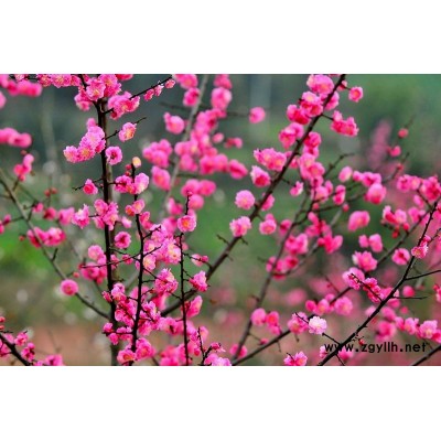 牡丹花石榴