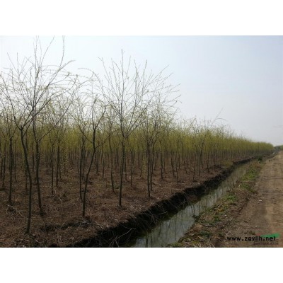 紅葉石楠球報(bào)價(jià)/江蘇紅葉石楠球報(bào)價(jià)