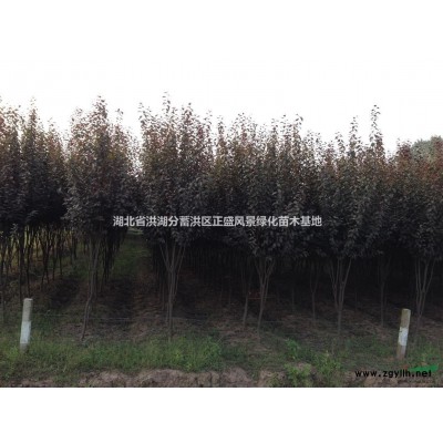 紅葉李