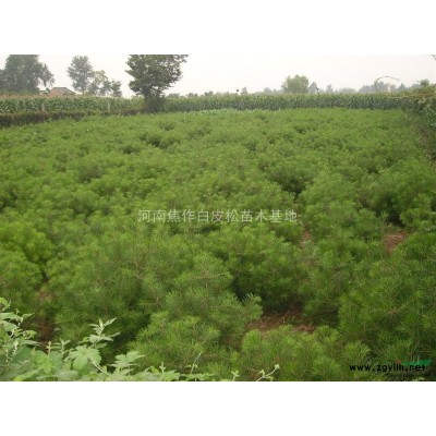 大量供應：櫻花、海棠、紅葉李、大葉女貞、國槐、等綠化苗木