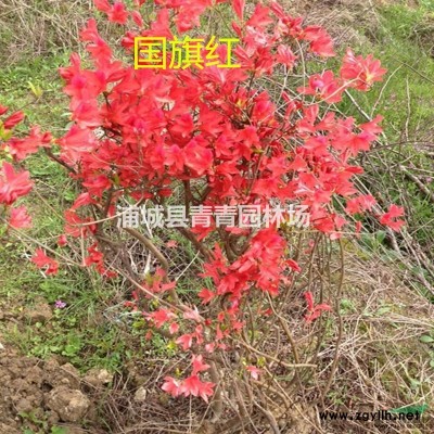 出售野生映山紅下山樁，國旗紅樹樁直徑1-5公分