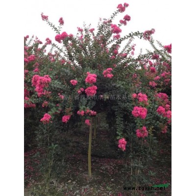 桂花，紅豆杉
