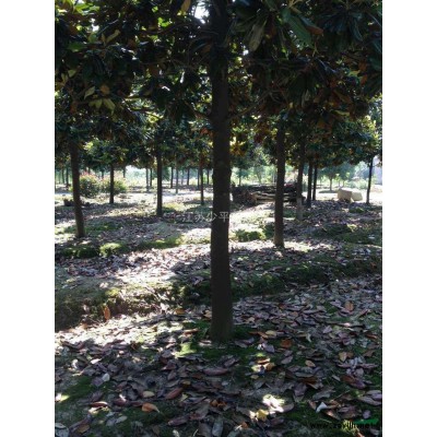 紅葉石楠*新價格/紅葉石楠報價、江蘇紅葉石楠球*新報價/紅葉