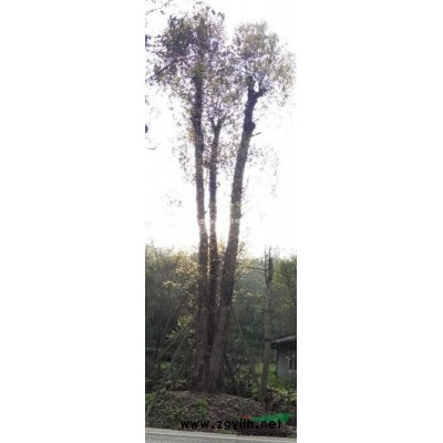 重慶地區供應香樟高12米胸徑1米分支1.2米