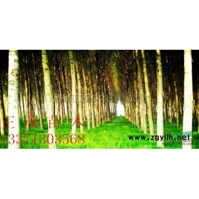 紫薇報價/山東紫薇報價