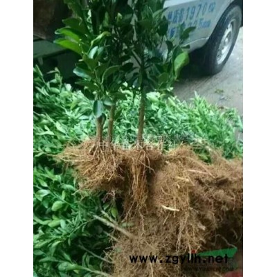 四川茶花4