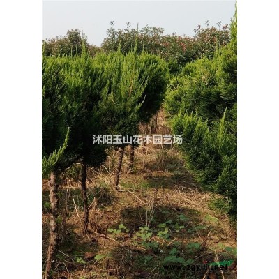 叢生大樸樹，高桿紅葉石楠，高桿龍柏球，