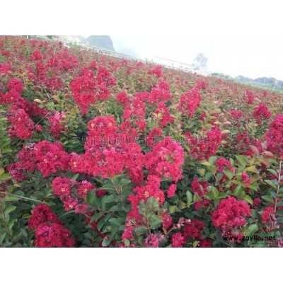 【南山苗木】常年出售20cm以上香樟