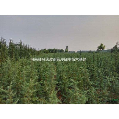 雪松|雪松價(jià)格|駐馬店雪松基地|河南雪松基地-小胡雪松苗木