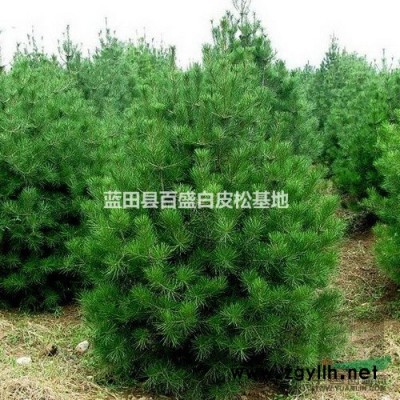 白皮松1米-3米
