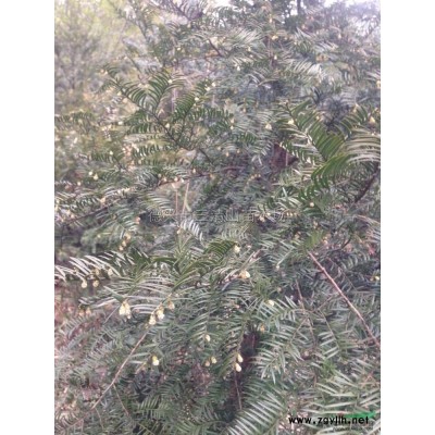 2山茶-冠幅120-200 *新價(jià)格/2山茶-冠幅120-200 報(bào)價(jià)