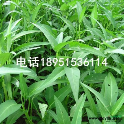 直銷5-8-10-12-15-20公分紅葉烏桕，烏桕，烏桕樹