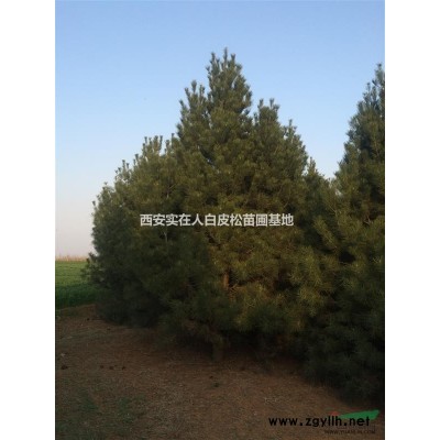 陜西藍田縣 實在人白皮松苗圃直銷